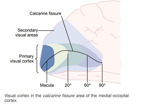 Organization and Function of the Visual Cortex