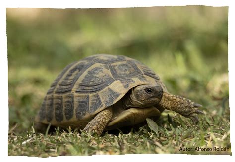 Tortuga Mediterránea Zoo Córdoba