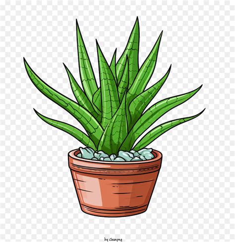 Aloe Vera Plante Succulente Plante En Pot PNG Aloe Vera Plante