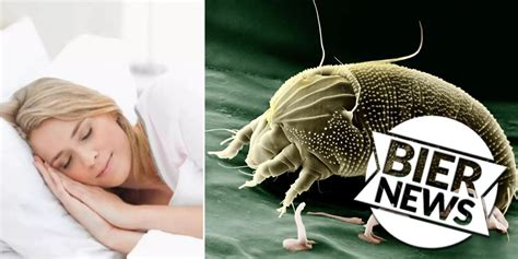 Während wir schlafen Milben haben Sex auf unserem Gesicht