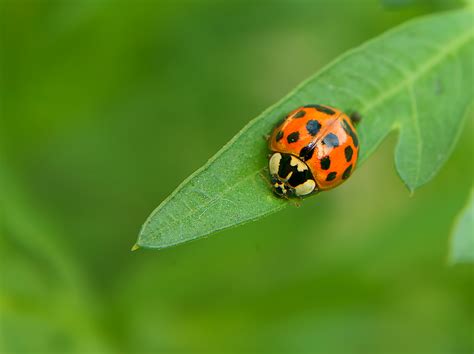 Top Garden Pests That Actually Help Your Garden Grow Better