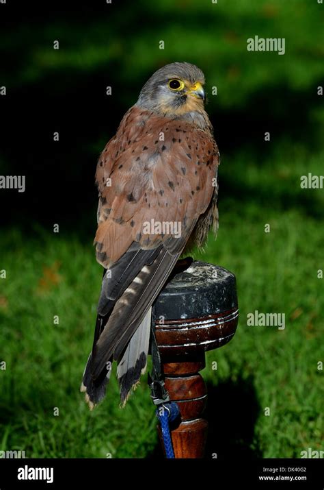 Male Common Kestrel Falco Tinnunculus Stock Photo Alamy