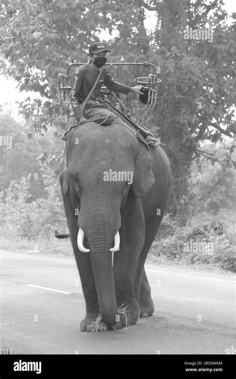 Elefanten Auf Der Autobahn Fotos Und Bildmaterial In Hoher Auflösung