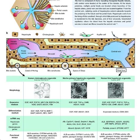 An Overview Of The Liver Lobule And Characteristics Of Organoids