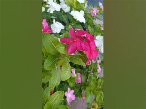 Удивительный цветок, который круглый год остается зелёным. Катарантус ...