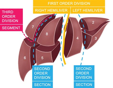 Liver Surgery Important Considerations For Pre And Postoperative