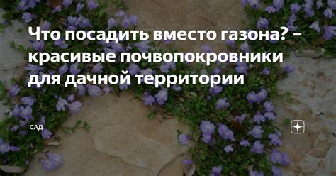Что посадить вместо газона? – красивые почвопокровники для дачной ...