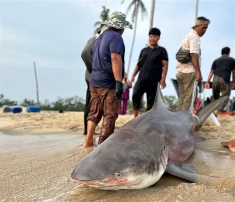 Nelayan Berjaya Daratkan Ikan Yu Seberat Kg Utusan Malaysia