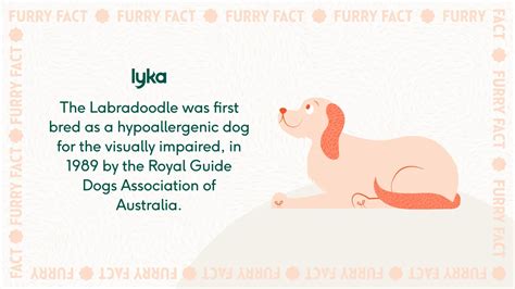Labradoodle breed insights: care, personality & expert tips | Lyka Blog