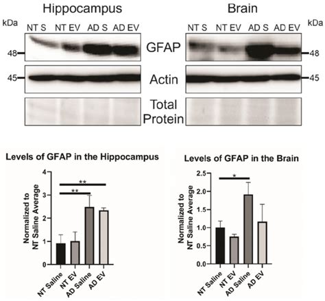 Treatment Of Xfad Mice With Hmsc Evs Decreases The Amount Of Gfap In