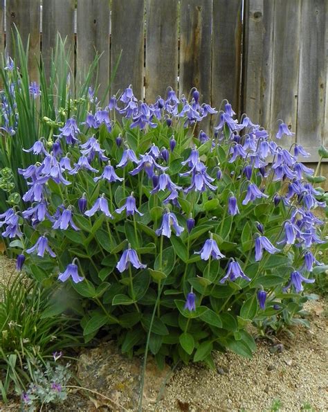 Clematis Integrifolia Planting Flowers