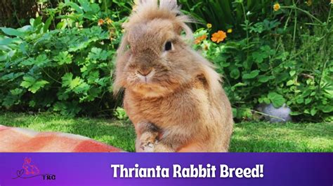 Thrianta Rabbit Breed Origin And Physical Characteristics