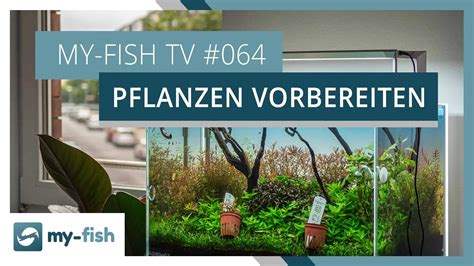 My Fish TV Aquarienpflanzen Richtig Vorbereiten My Fish Aus Freude