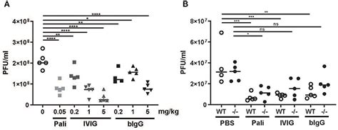 Frontiers Bovine Igg Prevents Experimental Infection With Rsv And