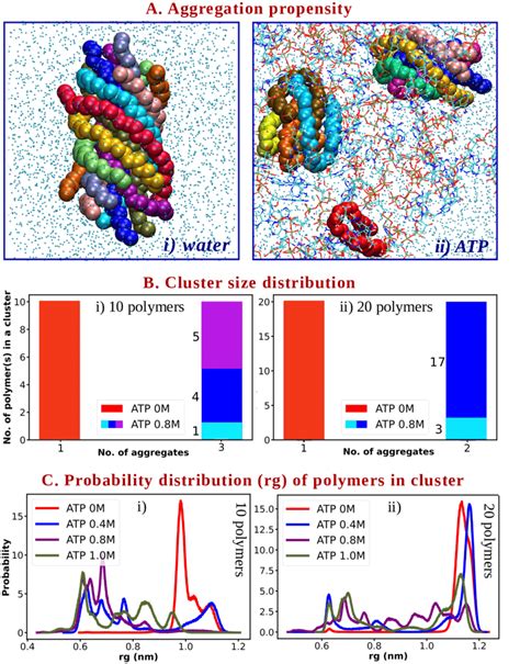 Aggregation Of Hydrophobic Polymer Chains A Representative Snapshots