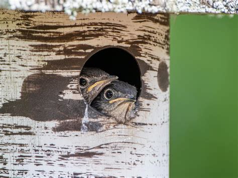 Eastern Bluebird Nesting (Behavior, Eggs, Location + FAQs) | Birdfact