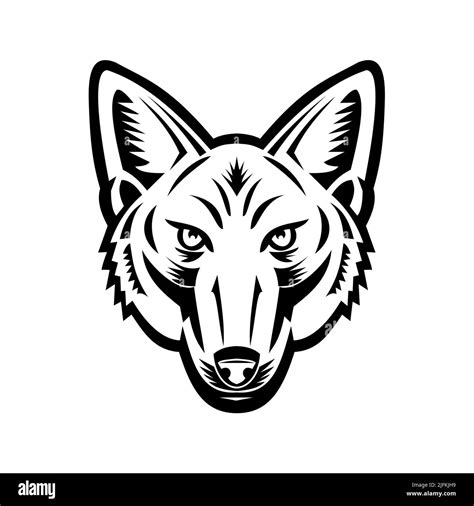 Jackal Head Black And White Stock Photos And Images Alamy