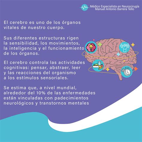 🧠 El Cerebro Es Un órgano Vital En El Cuerpo Humano Está Conformado