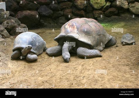 Pair Of Aldabra Giant Tortoises Aldabrachelys Gigantea Or Dipsochelys