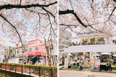 Jinhae Cherry Blossom Festival 2023 | South Korea