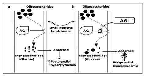 Acarbose - BioPharma Notes