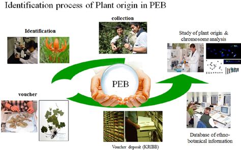 Construction and use of the plant extract bank. | Download Scientific ...