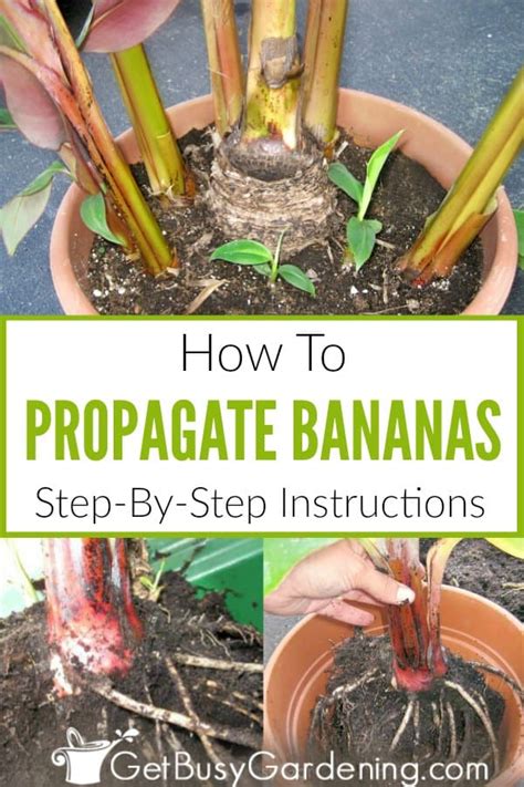 How To Propagate Banana Plants Get Busy Gardening