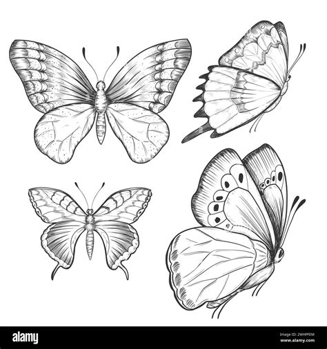 Sketch Ink Graphic Butterflies Set Illustration Draft Silhouette