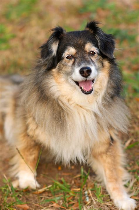 Border Collie Sheep Dog Discounted Outlet | www.pinnaxis.com