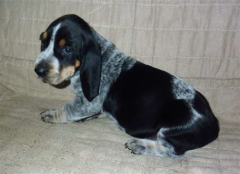 Bluetick Basset Hound For Sale