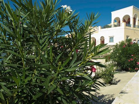 Premium Photo | The magic of santorini