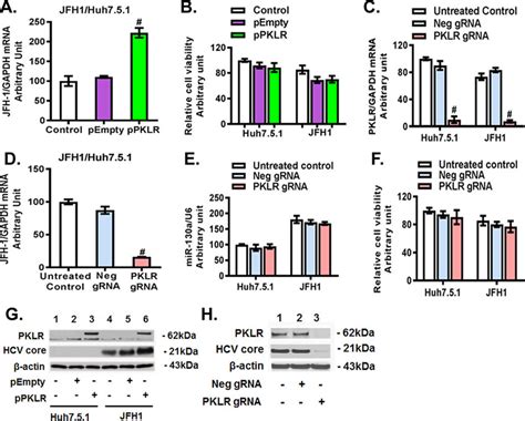 Pklr Regulated Hcv Replication In Jfh1 Infected Huh751 Cells The Download Scientific Diagram