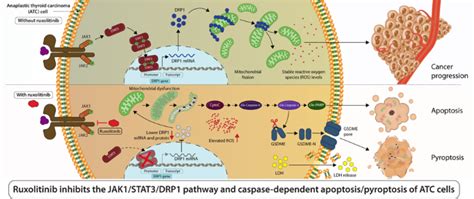 Ruxolitinib Induces Apoptosis And Pyroptosis Of Anaplastic Thyroid