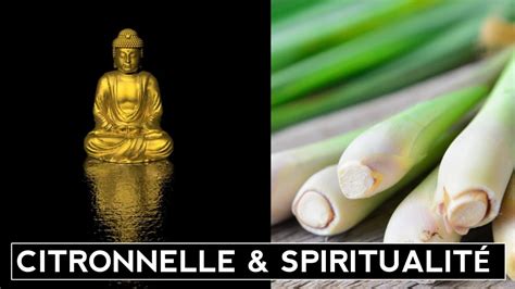 La Citronnelle Une Plante Spirituelle Aux Multiples Bienfaits Youtube