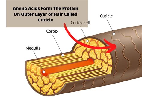 What Is Amino Acid Treatment For Natural Hair Benefits Smoothing