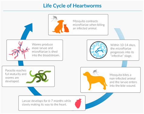 Life Cycle Of Heartworms Heartworm Life Cycles Life