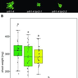 Multiple Alleles Of Tpr Increase Stunting In Srfr A Morphological