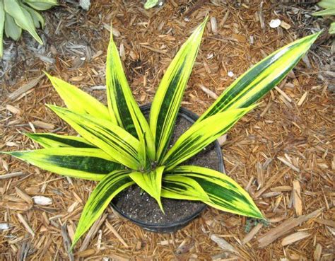 Rare Sansevieria Trifasciata Gold Flame Variegated Beauty Plant