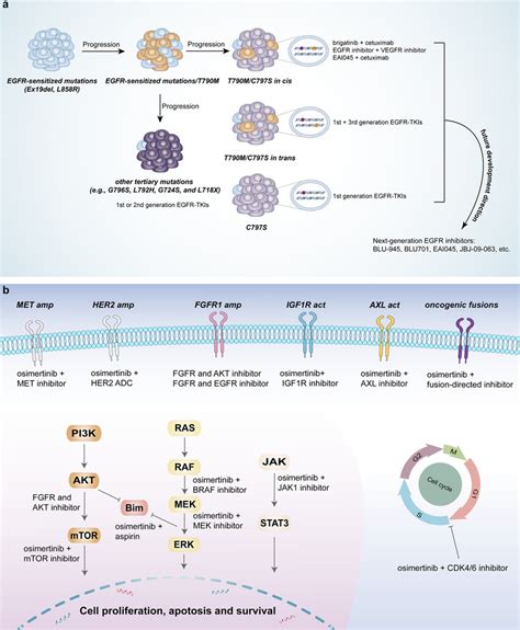 Targeted Therapy For Osimertinib Resistance A Different Treatment