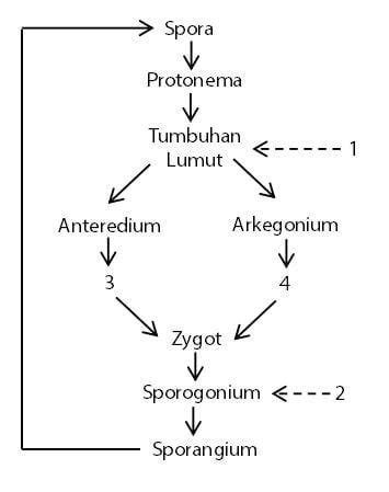 2 Fase pada Daur Hidup Tumbuhan Lumut (Bryophyta) – idschool.net