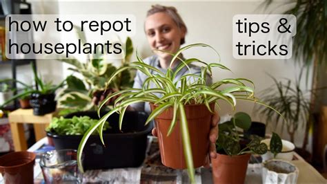 How To Repot Plants Repotting Houseplants Tips And Tricks Youtube