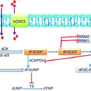 Schematic Representation Of Gemcitabine Metabolism And Mechanism Of