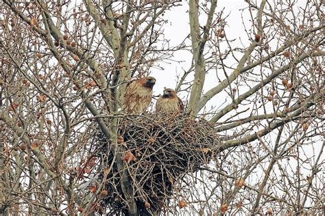 Nesting Hawks Photograph by Laurel Gale - Fine Art America