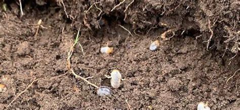 The Ultimate Guide To Eradicating Chafer Grubs From Your Lawn