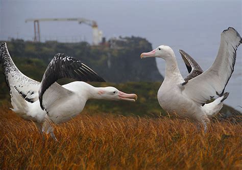 marion island turns green    cost