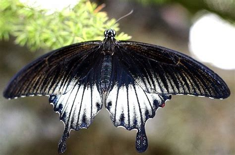 A Black And White Butterfly Resting On A Branch