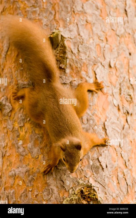 Eurasian Red Squirrel Sciurus Vulgaris Climbing Down Tree In Roseisle