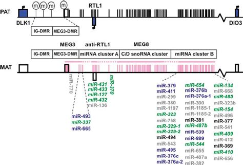 Genomic Organization Of 14q32 MicroRNA MiRNA Clusters Neighboring The