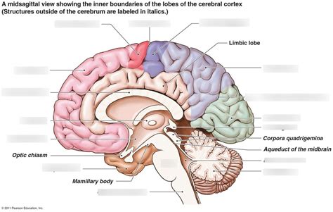 Parts Of The Brain Diagram Quizlet