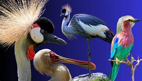 30 beautiful African Birds